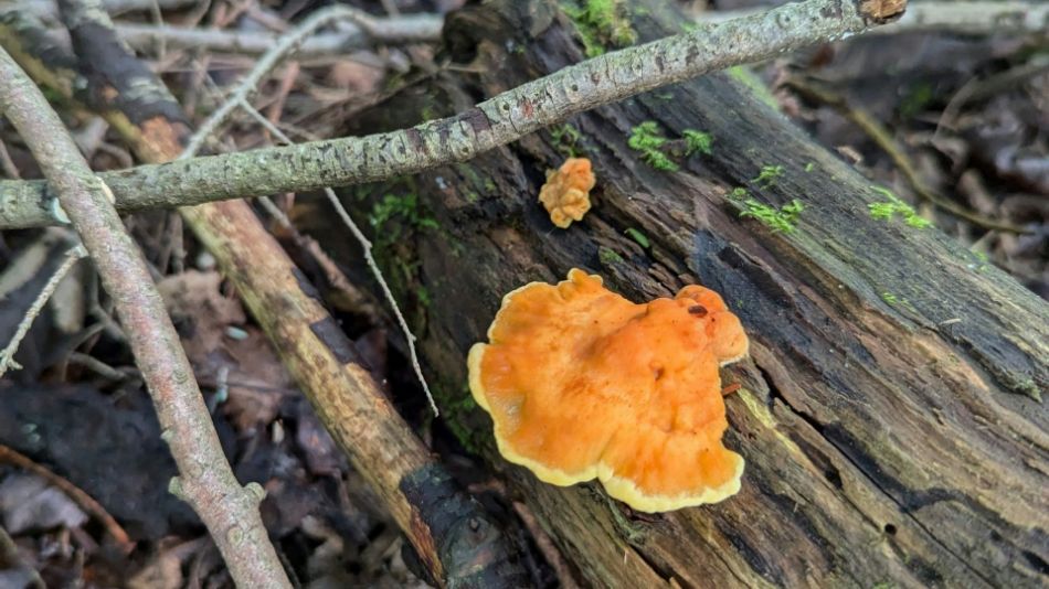 Pólipo de azufre (Laetiporus sulphureus): características, morfología, hábitat, propiedades